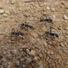 Camponotus suffusus (Golden-tailed sugar ant) at Bullen Range - 6 May 2023 by MatthewFrawley