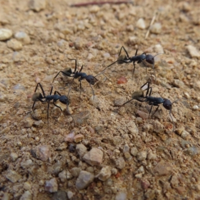 Camponotus suffusus (Golden-tailed sugar ant) at Bullen Range - 6 May 2023 by MatthewFrawley