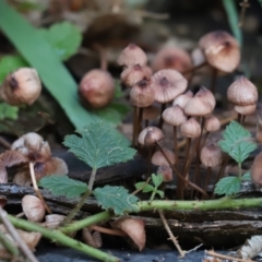 Mycena sp. (Mycena) at Cook, ACT - 6 May 2023 by Tammy