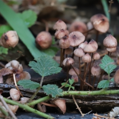 Mycena sp. (genus) (Mycena) at Cook, ACT - 6 May 2023 by Tammy