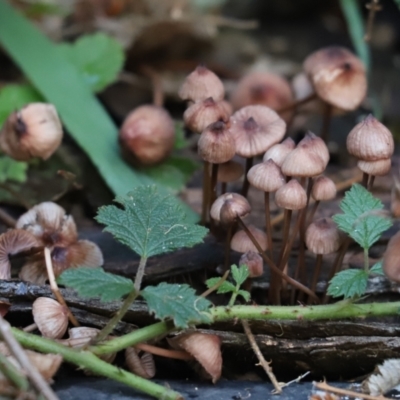 Mycena sp. (Mycena) at Cook, ACT - 6 May 2023 by Tammy