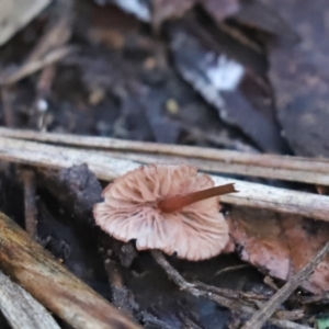 Mycena sp. at Cook, ACT - 6 May 2023