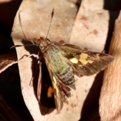 Timoconia flammeata at Moruya, NSW - 6 May 2023 by LisaH