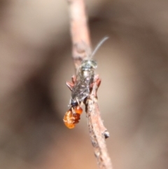 Tiphiidae sp. (family) at Moruya, NSW - 6 May 2023 by LisaH