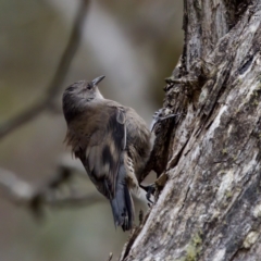 Climacteris erythrops (Red-browed Treecreeper) at Cotter River, ACT - 4 Feb 2023 by KorinneM