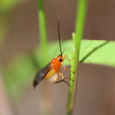 Unidentified Wasp (Hymenoptera, Apocrita) by LisaH