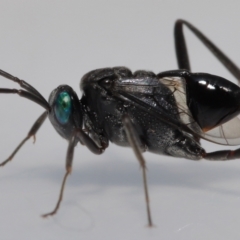 Acanthinevania sp. (genus) by TimL