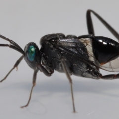 Acanthinevania sp. (genus) at Wellington Point, QLD - 5 May 2023 by TimL