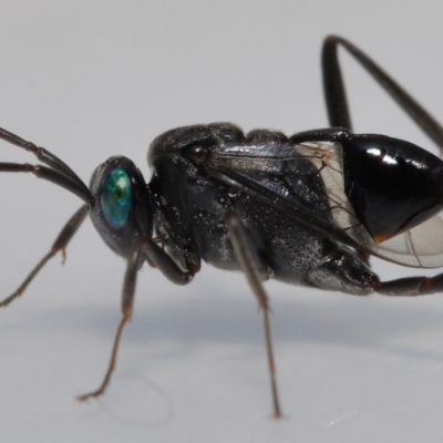 Acanthinevania sp. (genus) at  - suppressed by TimL
