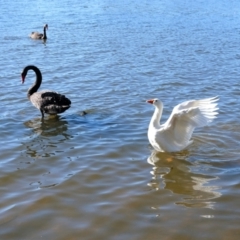 Anser anser (Greylag Goose (Domestic type)) at Yerrabi Pond - 5 May 2023 by TrishGungahlin