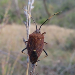 Poecilometis strigatus (Gum Tree Shield Bug) at Bullen Range - 6 May 2023 by MatthewFrawley