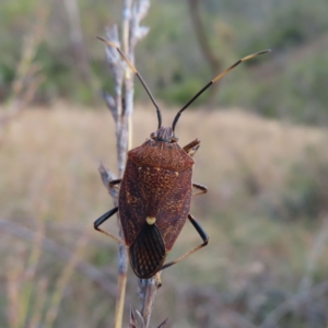 Poecilometis strigatus at Paddys River, ACT - 6 May 2023 01:46 PM