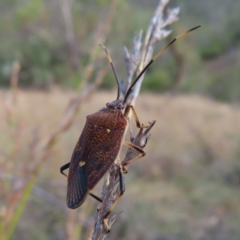 Poecilometis strigatus at Paddys River, ACT - 6 May 2023 01:46 PM