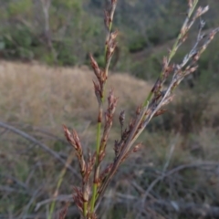 Lepidosperma laterale (Variable Sword Sedge) at Paddys River, ACT - 6 May 2023 by MatthewFrawley