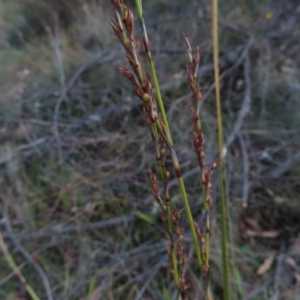 Lepidosperma laterale at Paddys River, ACT - 6 May 2023