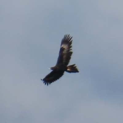 Aquila audax (Wedge-tailed Eagle) at Paddys River, ACT - 6 May 2023 by MatthewFrawley