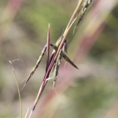 Cymbopogon refractus (Barbed-wire Grass) at Michelago, NSW - 6 Apr 2020 by Illilanga