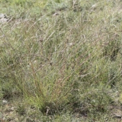 Cymbopogon refractus at Michelago, NSW - 6 Apr 2020