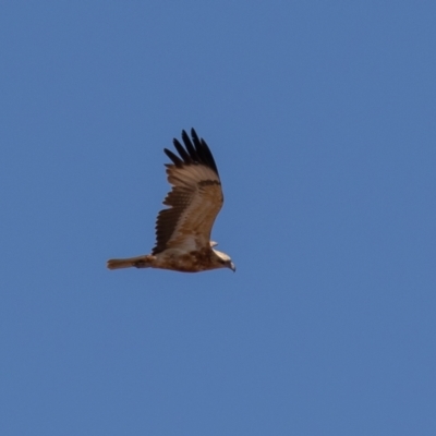 Hamirostra melanosternon (Black-breasted Buzzard) at Cunnamulla, QLD - 14 Aug 2017 by rawshorty