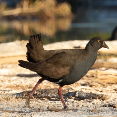 Tribonyx ventralis (Black-tailed Native-hen) at Cunnamulla, QLD - 13 Aug 2017 by rawshorty