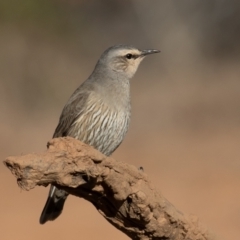 Climacteris picumnus picumnus (Brown Treecreeper) at Cunnamulla, QLD - 14 Aug 2017 by rawshorty