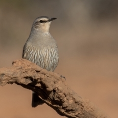Climacteris picumnus picumnus at Cunnamulla, QLD - 14 Aug 2017 08:35 AM