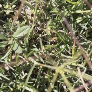 Chloris truncata at Michelago, NSW - 6 Apr 2020