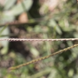 Chloris truncata at Michelago, NSW - 6 Apr 2020