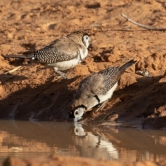 Stizoptera bichenovii (Double-barred Finch) at Cunnamulla, QLD - 14 Aug 2017 by rawshorty