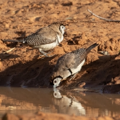 Stizoptera bichenovii (Double-barred Finch) at Cunnamulla, QLD - 13 Aug 2017 by rawshorty