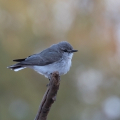 Microeca fascinans (Jacky Winter) at Cunnamulla, QLD - 13 Aug 2017 by rawshorty