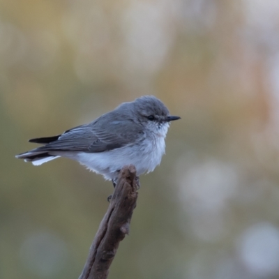 Microeca fascinans (Jacky Winter) at Cunnamulla, QLD - 13 Aug 2017 by rawshorty
