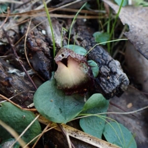 Corysanthes hispida at Aranda, ACT - 4 May 2023