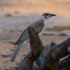 Philemon citreogularis (Little Friarbird) at Cunnamulla, QLD - 14 Aug 2017 by rawshorty