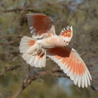 Lophochroa leadbeateri (Pink Cockatoo) at Cunnamulla, QLD - 13 Aug 2017 by rawshorty