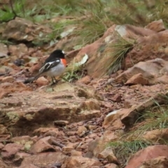 Petroica boodang (Scarlet Robin) at Red Hill, ACT - 6 May 2023 by TomW