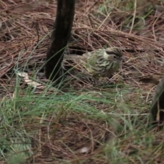 Pyrrholaemus sagittatus (Speckled Warbler) at Red Hill, ACT - 6 May 2023 by TomW