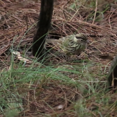 Pyrrholaemus sagittatus (Speckled Warbler) at Red Hill, ACT - 6 May 2023 by TomW