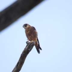Falco longipennis (Australian Hobby) at Red Hill, ACT - 6 May 2023 by TomW