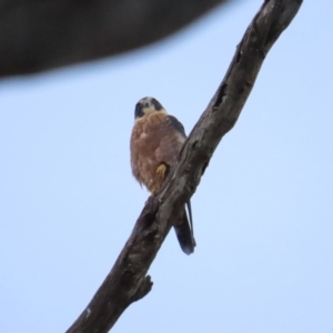 Falco longipennis at Red Hill, ACT - 7 May 2023 09:27 AM