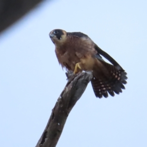 Falco longipennis at Red Hill, ACT - 7 May 2023 09:27 AM