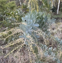 Acacia baileyana at Aranda, ACT - 7 May 2023