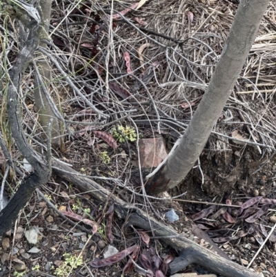 Acacia baileyana (Cootamundra Wattle, Golden Mimosa) at Aranda, ACT - 7 May 2023 by lbradley