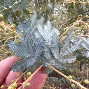 Acacia baileyana at Aranda, ACT - 7 May 2023 11:25 AM