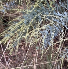 Acacia baileyana (Cootamundra Wattle, Golden Mimosa) at Aranda Bushland - 7 May 2023 by lbradley