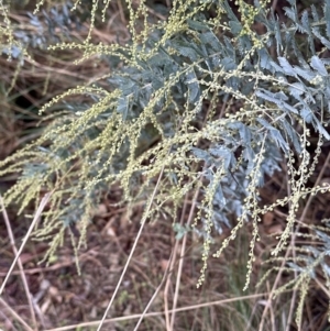 Acacia baileyana at Aranda, ACT - 7 May 2023 11:30 AM