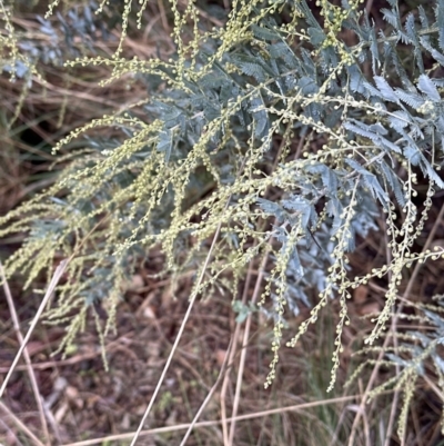 Acacia baileyana (Cootamundra Wattle, Golden Mimosa) at Aranda Bushland - 7 May 2023 by lbradley