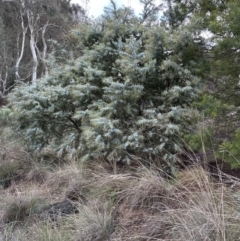 Acacia baileyana at Aranda, ACT - 7 May 2023