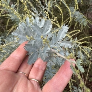 Acacia baileyana at Aranda, ACT - 7 May 2023