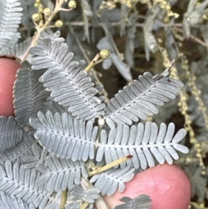 Acacia baileyana at Aranda, ACT - 7 May 2023 11:30 AM